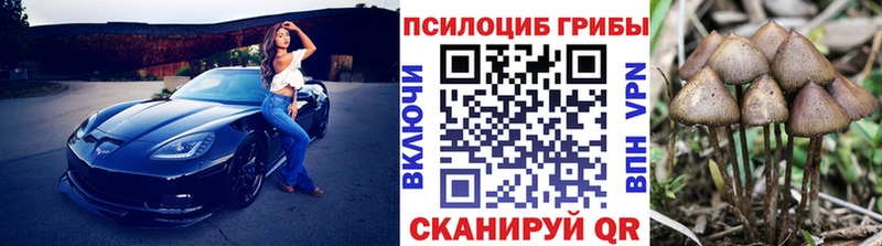 darknet клад  Новозыбков  Галлюциногенные грибы мицелий 